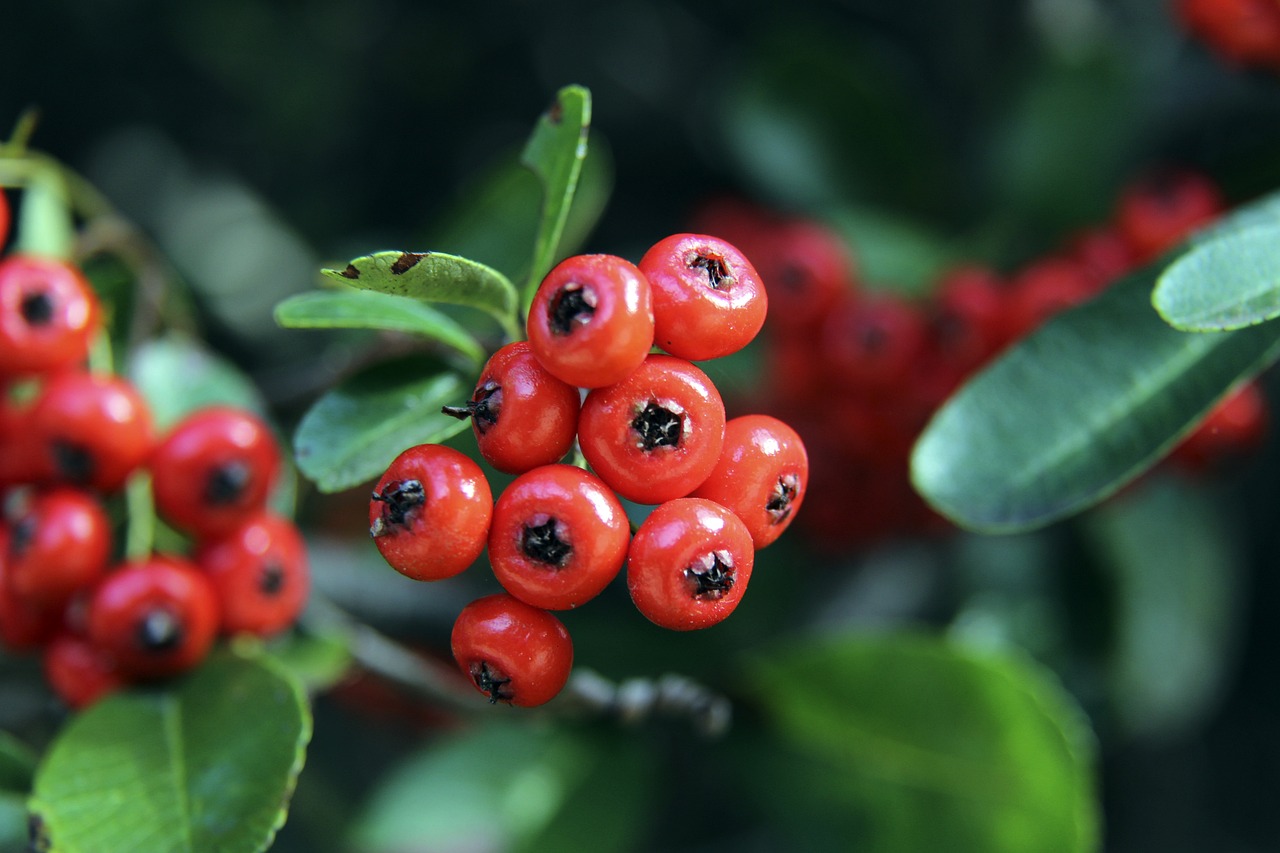 球队在季后 球队在季后